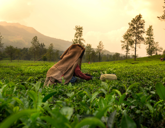 The-Journey-of-Tea