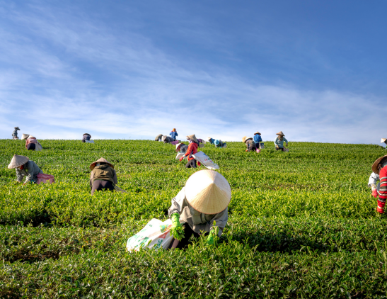 Empowering-Local-Farmers
